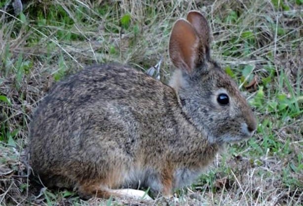 Xalapa, una ciudad rica en biodiversidad ¿conoces su flora y fauna?