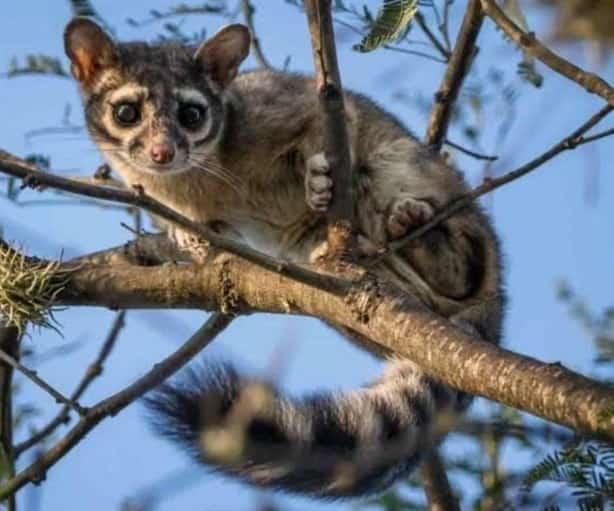 Xalapa, una ciudad rica en biodiversidad ¿conoces su flora y fauna?