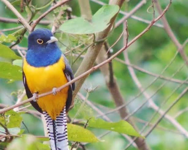 Xalapa, una ciudad rica en biodiversidad ¿conoces su flora y fauna?