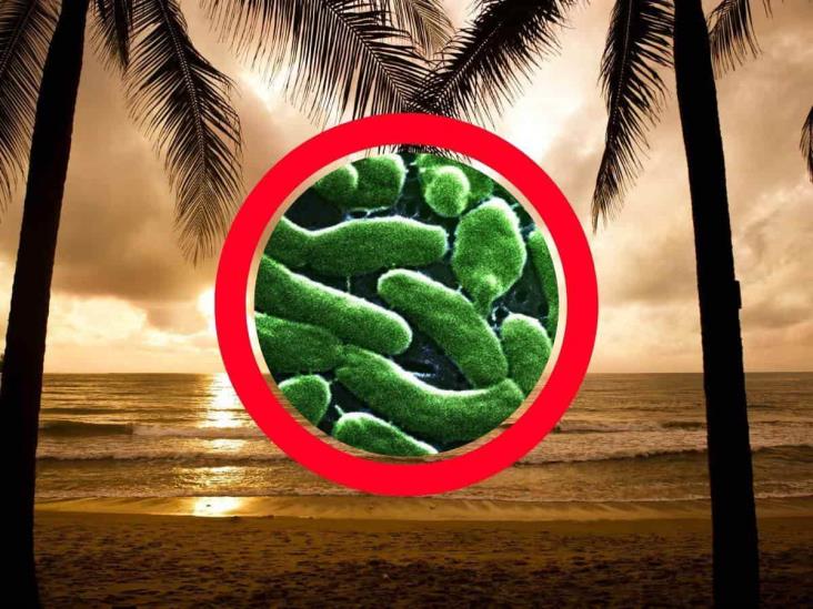 Alerta EU por ‘bacteria come carne’ en el Golfo de México