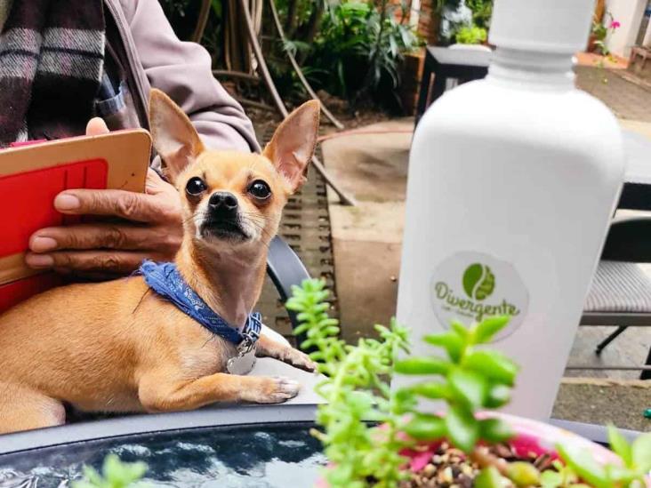 Cinco cafeterías que son pet friendly en Xalapa y no lo sabías