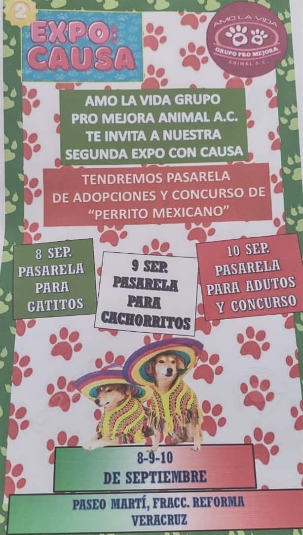 Anuncian “Expo Causa” en Veracruz para la adopción de perros y gatos