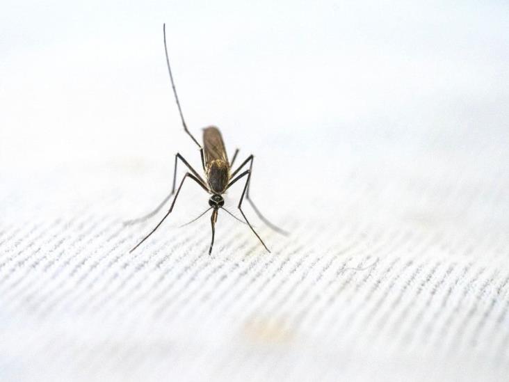 Veracruz suma casi 3 mil casos confirmados de dengue en 2023