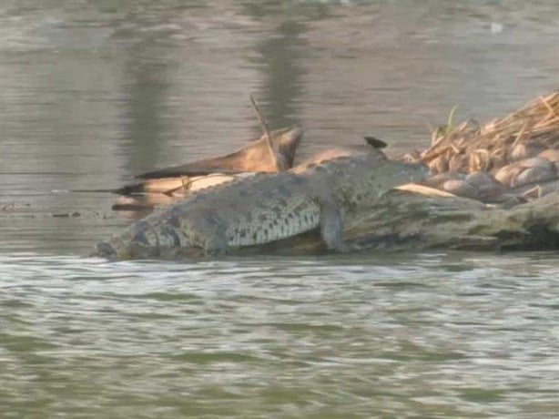 Con letrero, advierten de cocodrilo en laguna de Veracruz