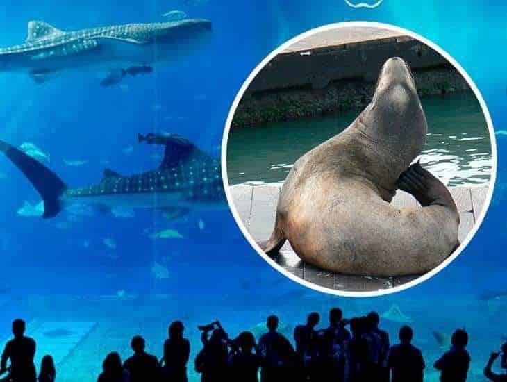 Van contra Aquarium de Veracruz por proyecto de lobos marinos