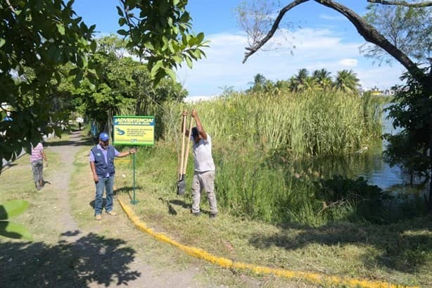 Instalan señaléticas en lagunas de Veracruz por posibles avistamientos de cocodrilos y boas | VIDEO