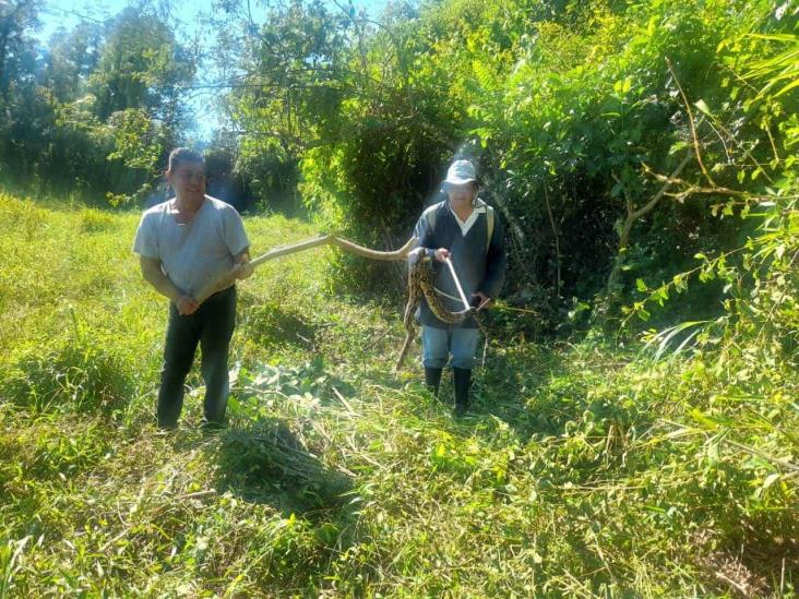 Enorme boa sorprende a estudiantes del Conalep de Ayotac