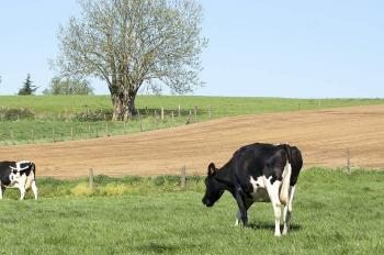 Mató un rayo a seis vacas en Cotaxtla