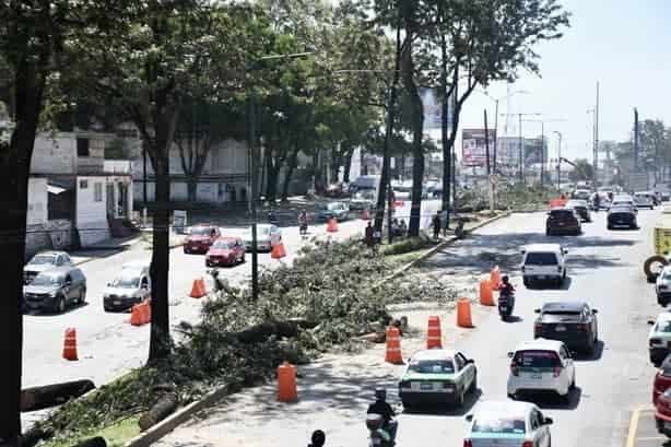 Amparo por árboles  en Xalapa no frena obra del puente en Urban Center: SIOP