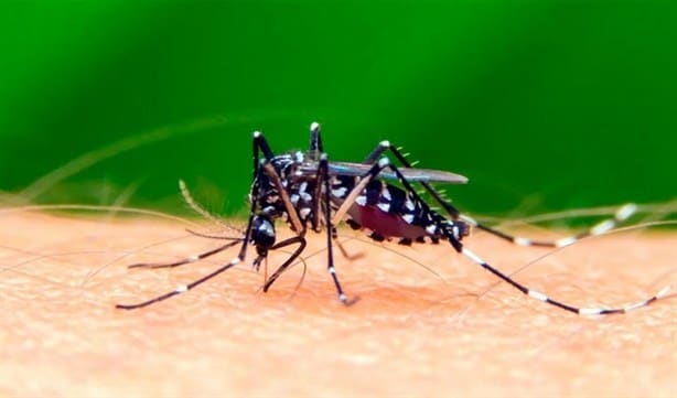 Ahuyenta a los moscos transmisores del dengue, padecimiento en aumento en Veracruz