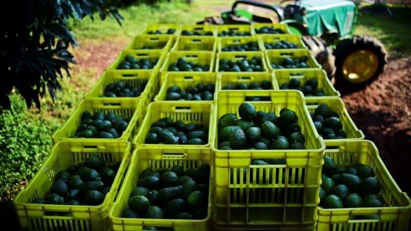 Crimen y autoridades cobran piso a transportistas de aguacate en Michoacán