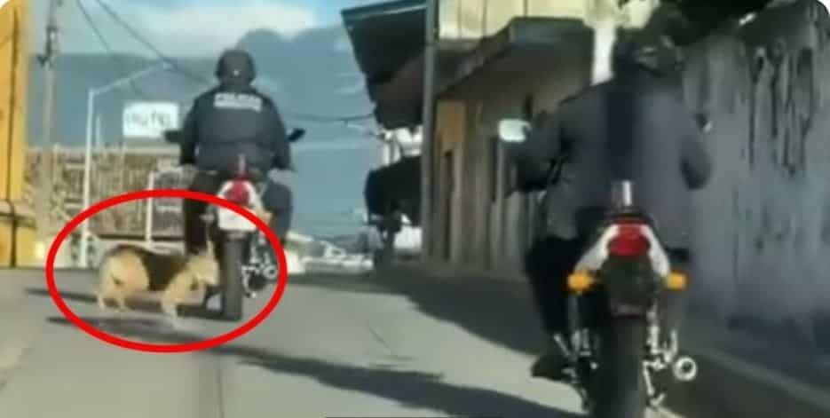 Exhiben a policía de Veracruz por brutal maltrato a perrito en Jalacingo