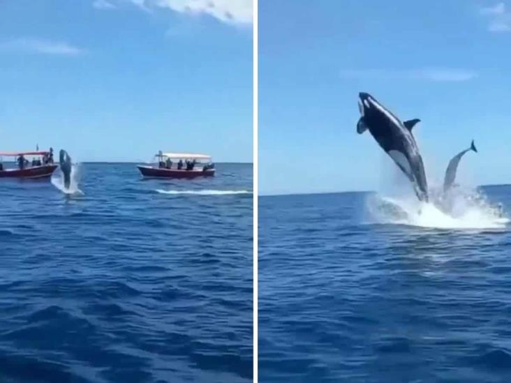 Orca embiste a delfín en pleno salto; pasó en aguas de México (+Video)