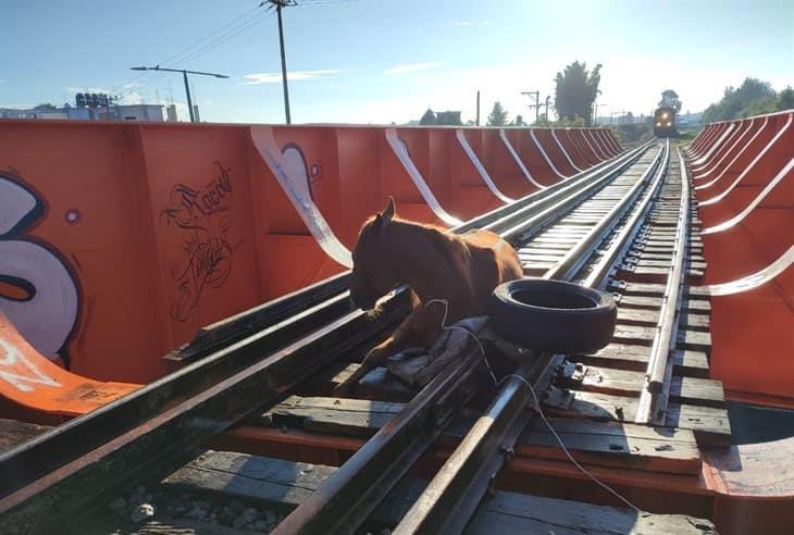 Bomberos de Xalapa rescatan a caballo atrapado en vías del tren; llaman a cuidado de los animales