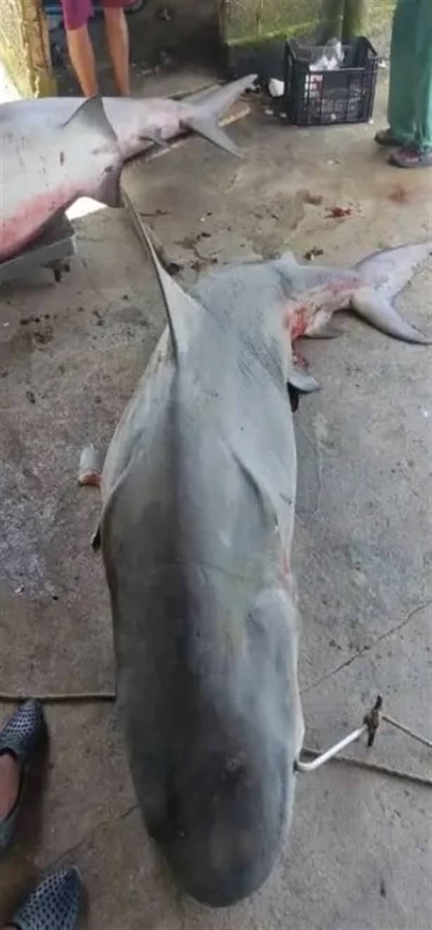 Capturan a dos tiburones de gran tamaño en Alvarado, Veracruz