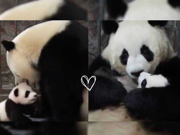 Bebé panda se reencuentra con su madre ¡Y derrite las redes! (+Video)