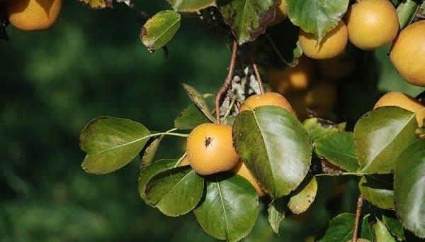 Mosca mexicana de la fruta afecta cultivos cítricos de Veracruz, también a zonas frías (+Video)