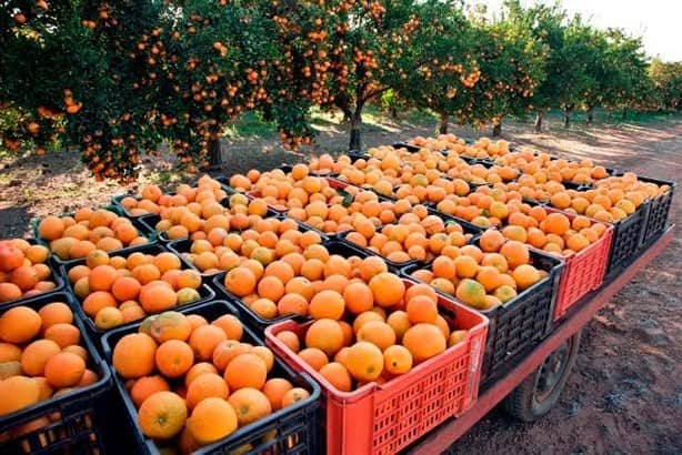 Mosca mexicana de la fruta afecta cultivos cítricos de Veracruz, también a zonas frías (+Video)