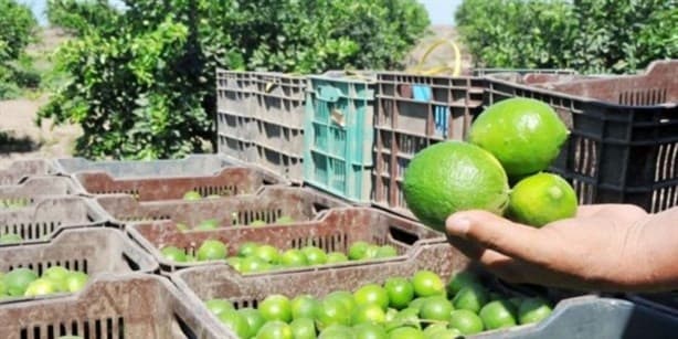 Precio del limón exprime los bolsillos; cobros del crimen y clima son la causa