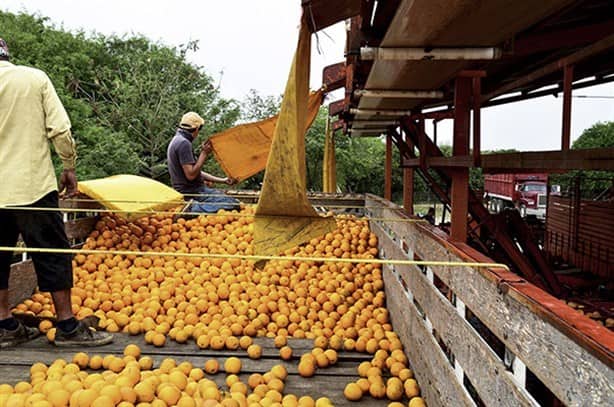 Mosca mexicana de la fruta afecta cultivos cítricos de Veracruz, también a zonas frías (+Video)