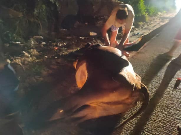Tráiler atropella y deja sin vida a vaca que se le atravesó en carretera del kilómetro 13.5, en Veracruz