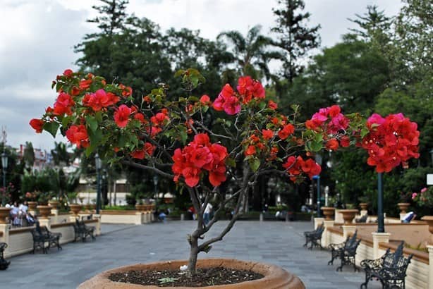 Xalapa La ciudad de las flores ¿Quién la nombró así? 