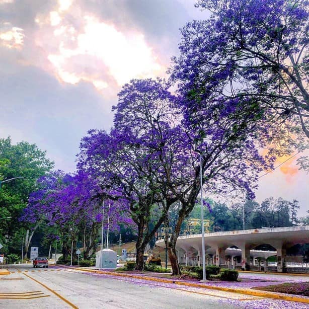 Xalapa La ciudad de las flores ¿Quién la nombró así? 