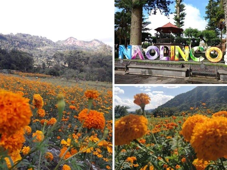 Naolinco se adorna de color y tradición con el Festival Flor de Cempasúchil