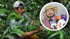 Estas son las plagas que están afectando la producción de café en Veracruz