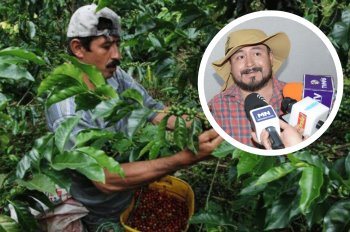 Estas son las plagas que están afectando la producción de café en Veracruz