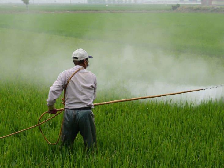 Campesinos de Orizaba, a merced de plagas y pesticidas