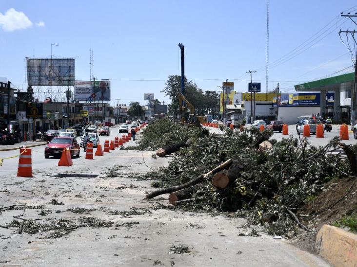 Camellón en resistencia teme que por obra en Xalapa se derriben más árboles