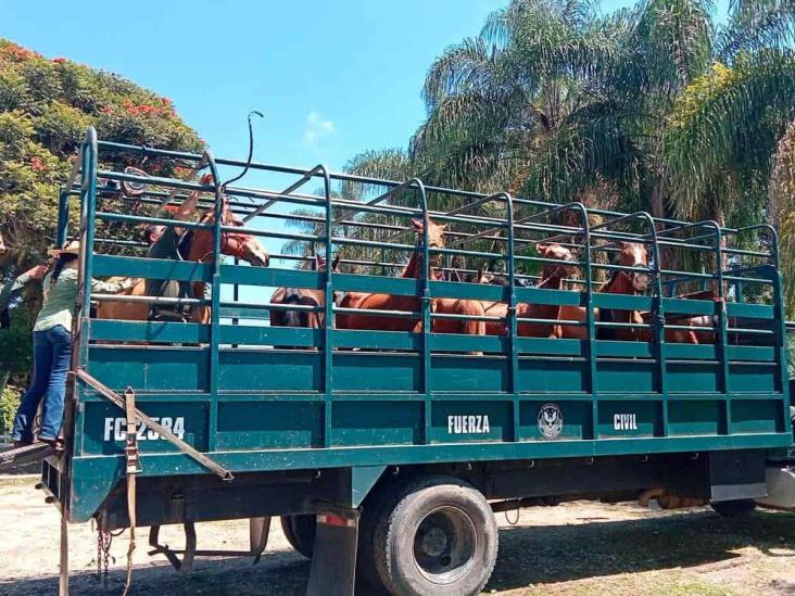 FGE Veracruz entrega en resguardo a caballos maltratados en Emiliano Zapata