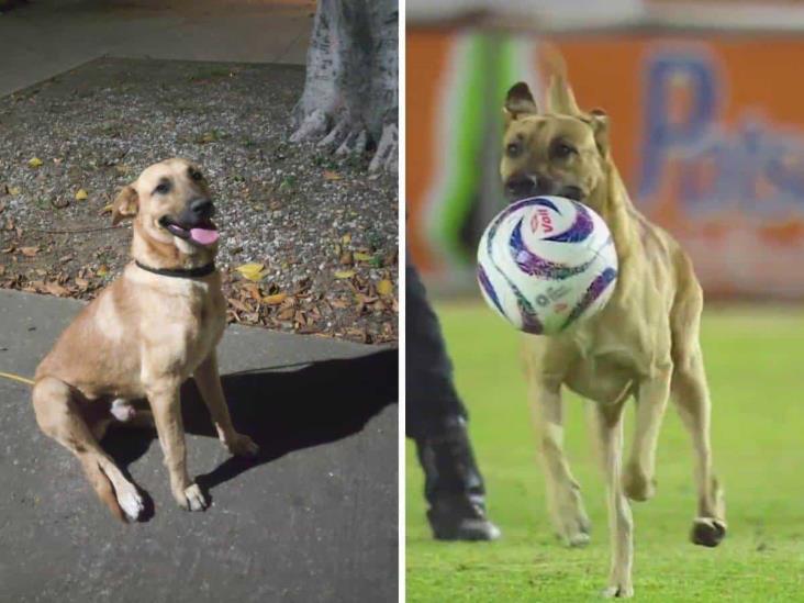 Perro futbolista se roba el show en la Liga MX ¡Es un crack! (+Video)