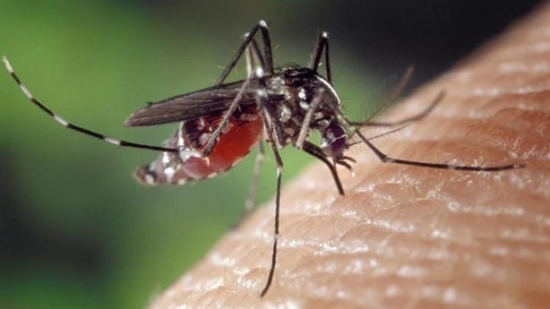 Veracruz es ya segundo lugar nacional en casos de dengue