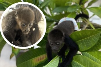 Resguardan a mono bebé que era usado como mascota en una casa en Veracruz
