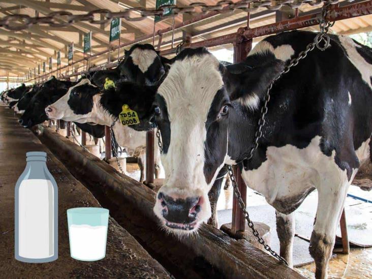 A punto de desaparecer, producción de leche en región de Orizaba