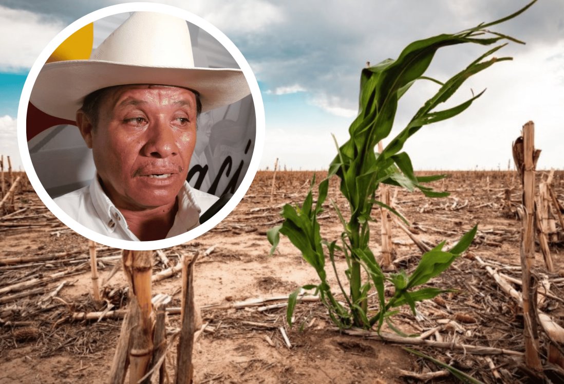 Estiaje afectará la zafra del próximo ciclo y la cosecha de maíz: Asociación de Jinetes