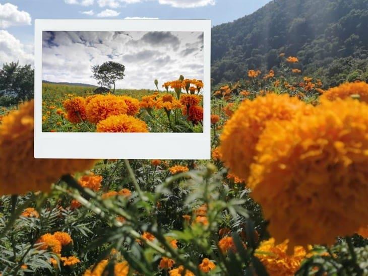 Conoce el increíble campo de flor de cempasúchil cerca de Xalapa y cómo llegar