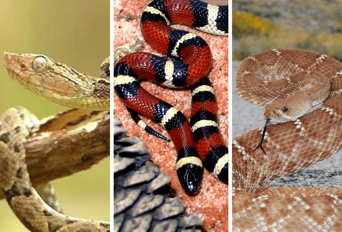¿Cuál es la serpiente más venenosa de Veracruz?