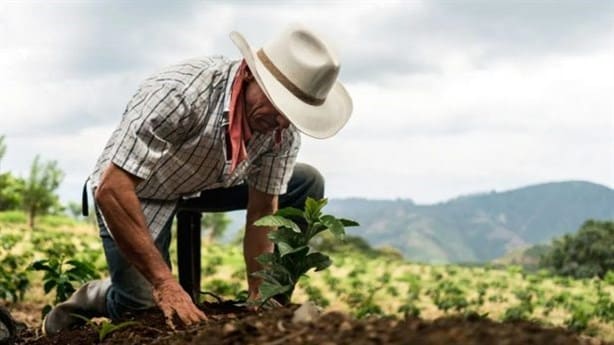 Extorsión del narco al campo de Veracruz desestabiliza mercados