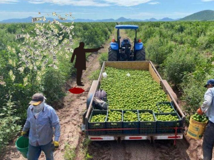 Extorsión del narco al campo de Veracruz desestabiliza mercados