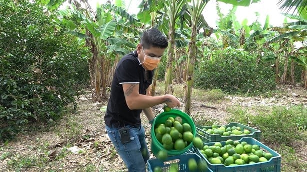 Extorsión del narco al campo de Veracruz desestabiliza mercados