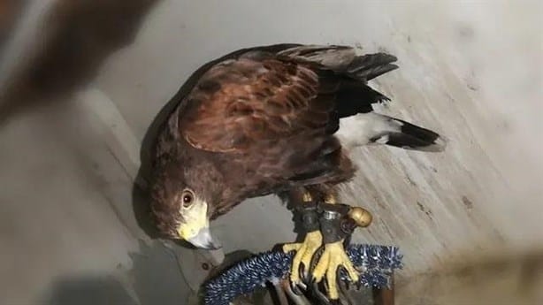 Esta es la función del águila extraviada en Veracruz; dueños ofrecen recompensa