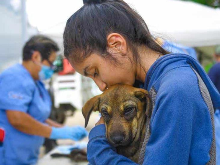 Xalapa cuida a sus peludos: jornada de esterilización sin costo