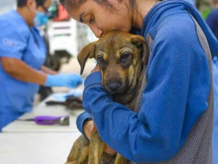 Habrá campaña de esterilización de mascotas a bajo costo en Boca del Río