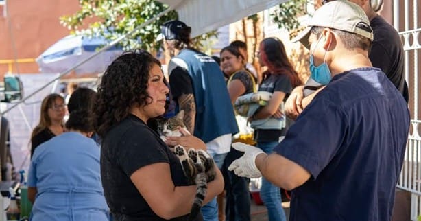 Xalapa cuida a sus peludos: jornada de esterilización sin costo