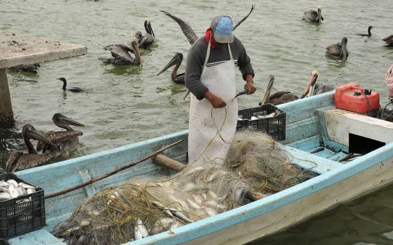 Pescadores de Veracruz ven con preocupación el retraso de frentes fríos al Golfo de México