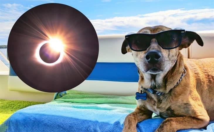 Eclipse Solar 2023: ¿Cómo afecta a las mascotas?