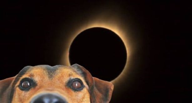 Eclipse Solar 2023: ¿Cómo afecta a las mascotas?